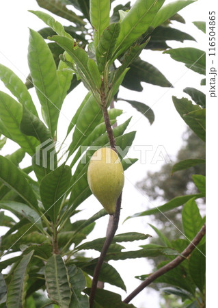 Canistel fruit on tree in farm 116504865