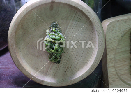 Bulbophyllum Moniliforme plant on nursery 116504971