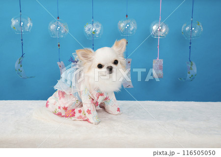 ブルーバックと風鈴と浴衣を着たチワワのルナ 116505050