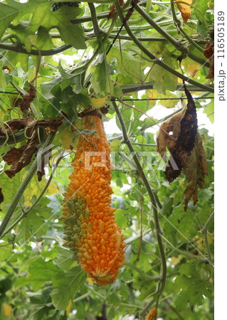 Bitter melon on tree in the farm are cash crops Bitter melon on tree in the farm are cash crops 116505189