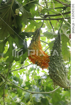 Bitter melon on tree in the farm are cash crops Bitter melon on tree in the farm are cash crops 116505191