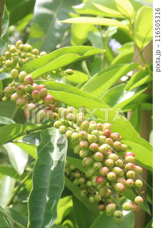 Bignay fruit on plant in farm Bignay fruit on plant in farm 116505316