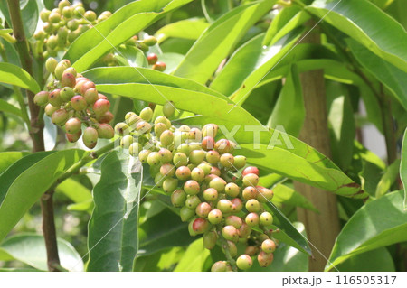 Bignay fruit on plant in farm Bignay fruit on plant in farm 116505317