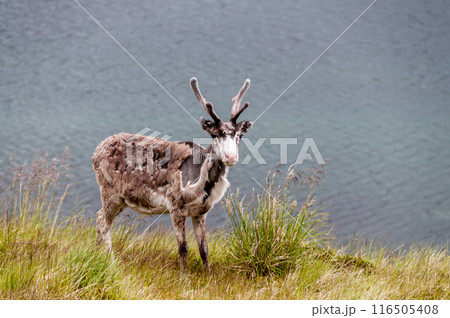 Reindeer in Northern Norway 116505408