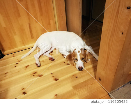 フローリングの上で寝そべる犬 フローリングの上で寝そべる犬 116505423