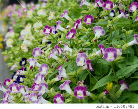 群生する紫のトレニア（ハナウリクサ） 116505483