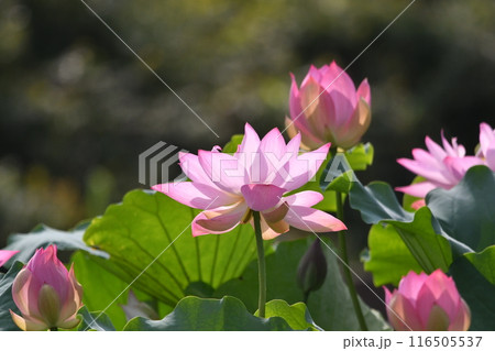 ピンク色の蓮の花が咲いています 116505537