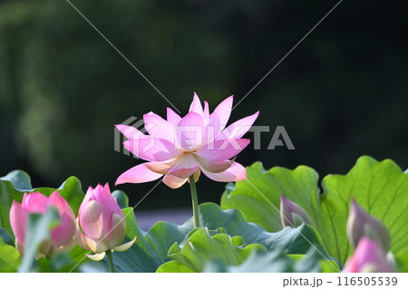 ピンク色の蓮の花が咲いています 116505539