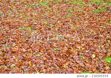 大原　三千院　有清園の美しい散りもみじ（京都市左京区） 116505554