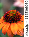 赤い花 116506060