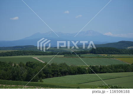 【北海道美瑛】初夏の大雪山旭岳を美瑛の丘から望む 116506188