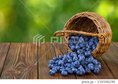 blueberries scattered from wicker basket on wooden table outdoors blueberries scattered from wicker basket on wooden table outdoors 116506290