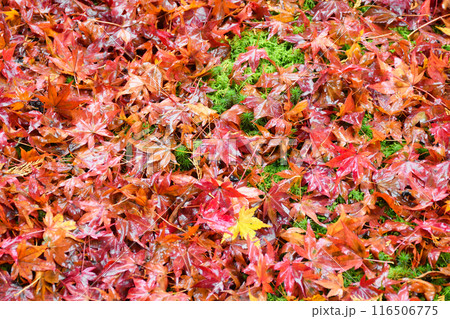 大原　三千院　有清園の美しい散りもみじ（京都市左京区） 116506775