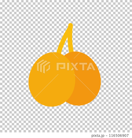 Ginkgo illustration 116506907