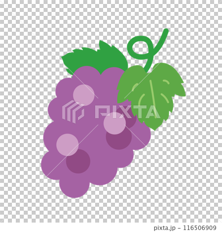 Illustration of grapes with leaves 116506909