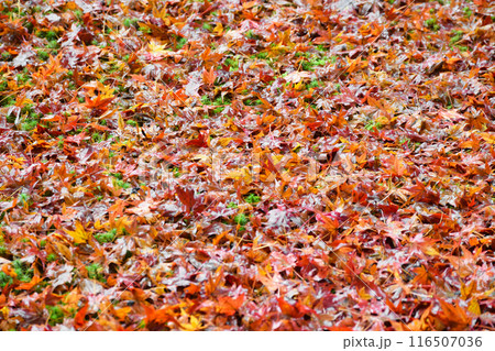 大原　三千院　有清園の美しい散りもみじ（京都市左京区） 116507036
