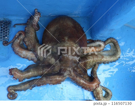 マダコが釣れました マダコが釣れました 116507130