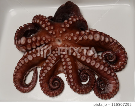 茹でたマダコです 茹でたマダコです 116507293