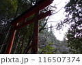 森の中の古びた赤鳥居 116507374