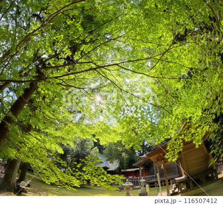 神社の新緑 神社の新緑 116507412