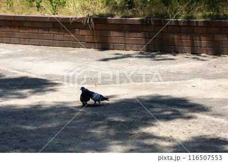 公園の二羽の鳩 116507553