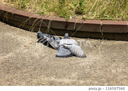 公園の二羽の鳩 116507560