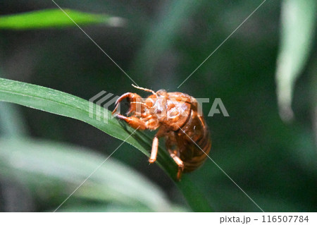 セミの抜け殻 116507784