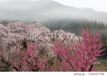 満開の又兵衛桜と桃 満開の又兵衛桜と桃 116507789