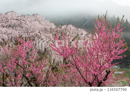 満開の又兵衛桜と桃 116507790