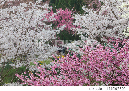 満開の桜 満開の桜 116507792