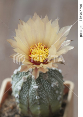Flowering cactus from Astrophytum family, close-up 116507796