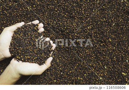 Dry cloves.Two hands are holding cloves background 116508606