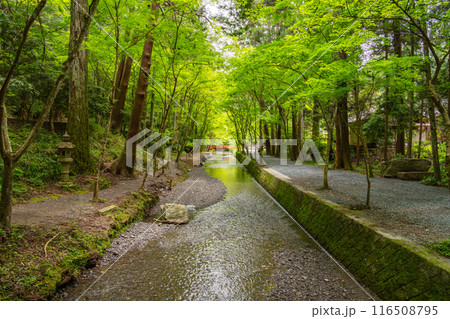 遠江国一宮小國神社の境内を流れる一宮川と新緑に包まれた美しい風景(静岡県) 116508795