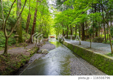 森町にある遠江国一宮小國神社の新緑に包まれた一宮川(静岡県) 116508796