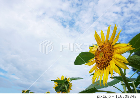 ひまわり畑に咲くヒマワリの花 116508848