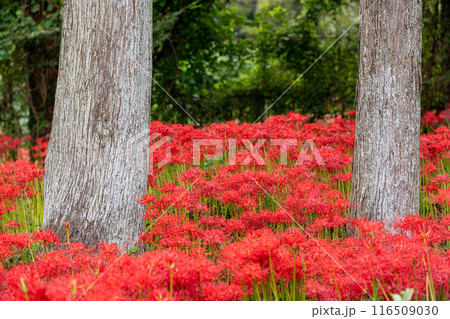木々の間に咲く彼岸花 116509030
