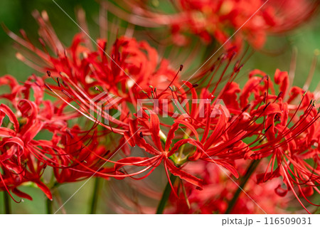 赤い彼岸花のクローズアップ 116509031