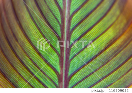 緑の葉に浮かぶ葉脈 116509032