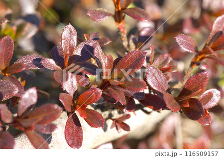 冬の陽射に照らされる変色したツツジの葉 冬の陽射に照らされる変色したツツジの葉 116509157