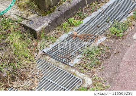 雑草が生えた歩道脇の側溝のグレーチング 雑草が生えた歩道脇の側溝のグレーチング 116509259