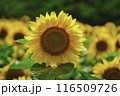 向日葵 116509726