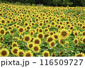 向日葵畑 116509727