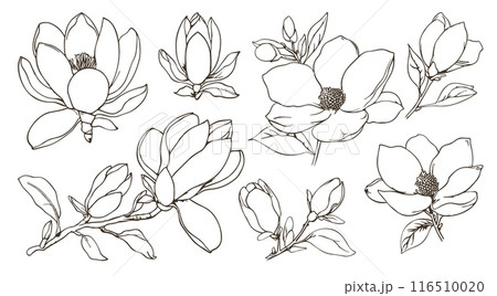 Magnolia flower set. Blooming spring nature element. Flower branch with buds and leaves. Isolated outline simple linear hand drawn vector style 116510020