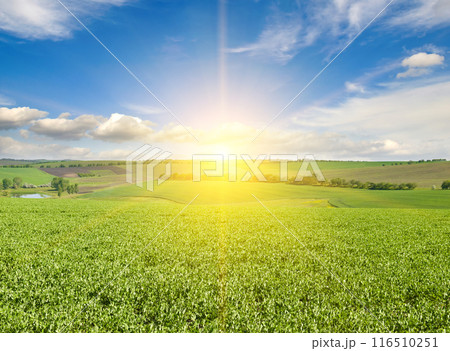 A green pea field and sunrise on blue sky. 116510251