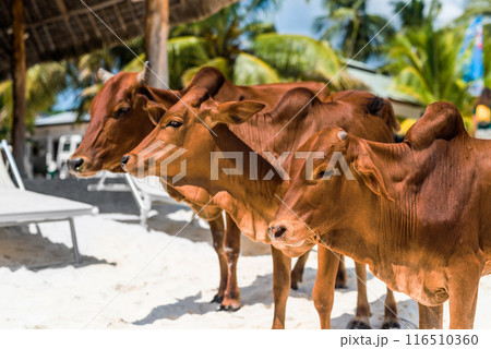 beautiful brown cows on african beach, Zanzibar beautiful brown cows on african beach, Zanzibar 116510360