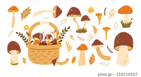 Set of mushrooms. forest harvesting kit. Vector hand drawn flat collection illustration isolated on white background. Set of mushrooms. forest harvesting kit. Vector hand drawn flat collection illustration isolated on white background. 116510507