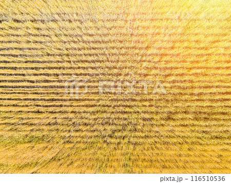 wheat field top view 116510536