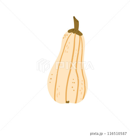 Pumpkin isolated on white background. Textured stylized ripe vegetable harvest. Butternut squash. Vector hand drawn flat illustration 116510587