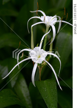 ヒメノカリス・カリバエア 116510781