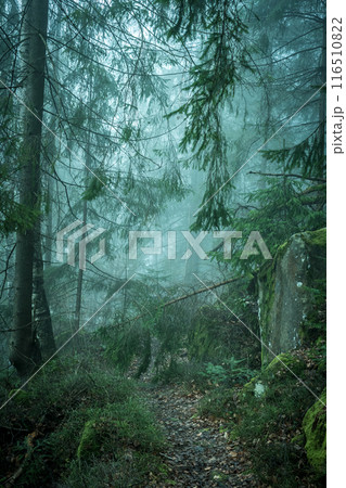 landscape of misty wood in mountains landscape of misty wood in mountains 116510822